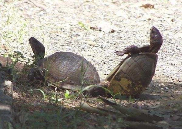 乌龟性生活交配图片